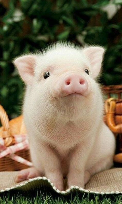 귀여운 돼지 사진